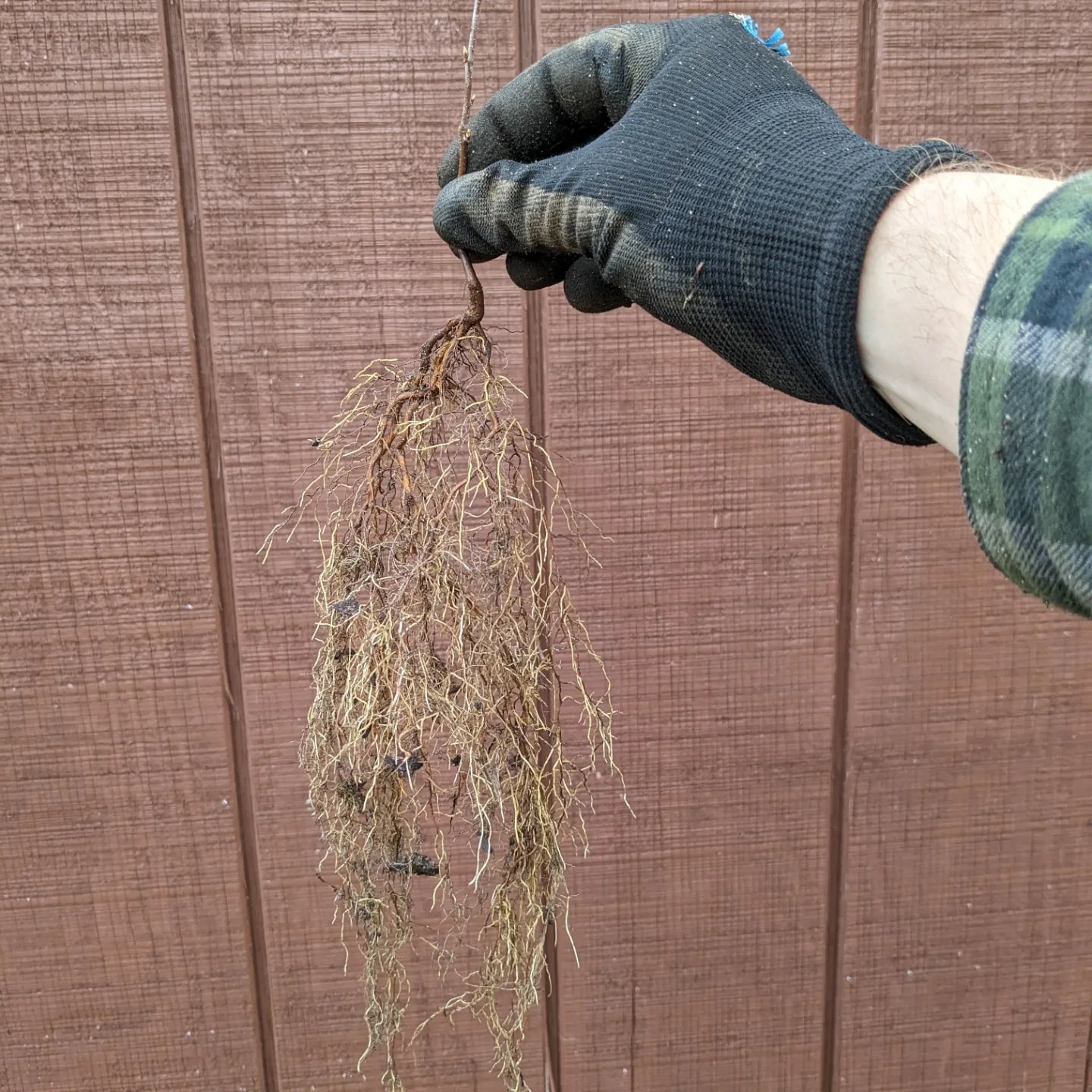 Black Cherry Seedlings