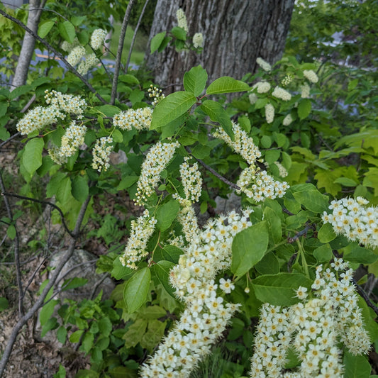 Chokecherry Seedling
