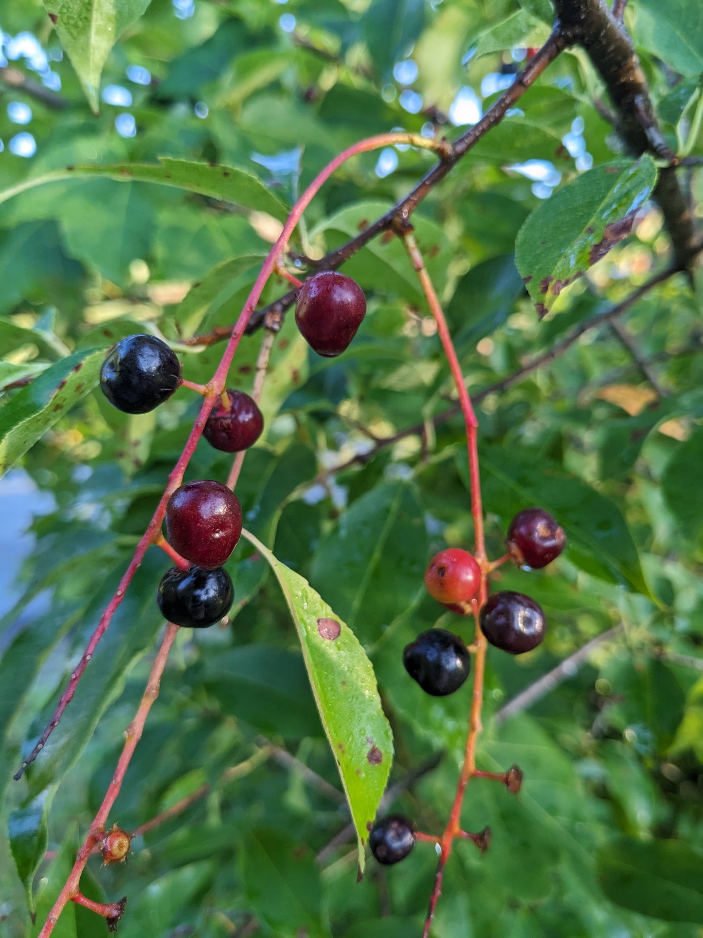 Chokecherry Seedling