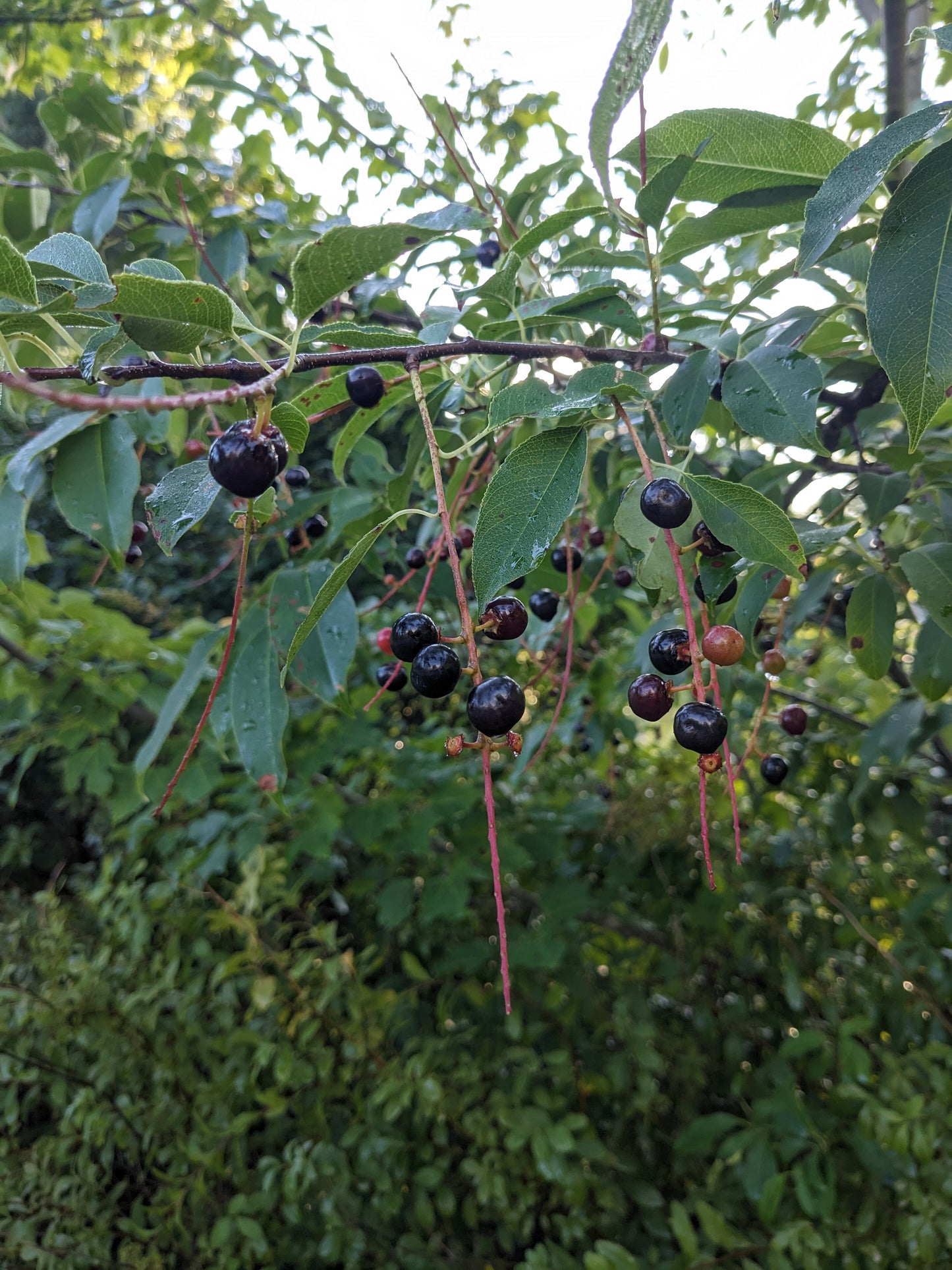 Chokecherry Seedling
