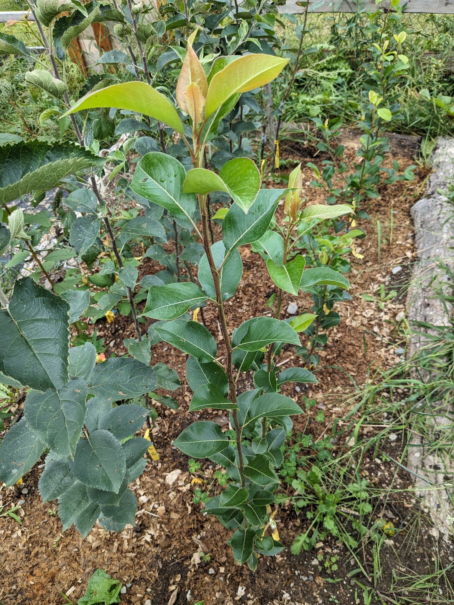 Grafted European pear tree - 1st year whips