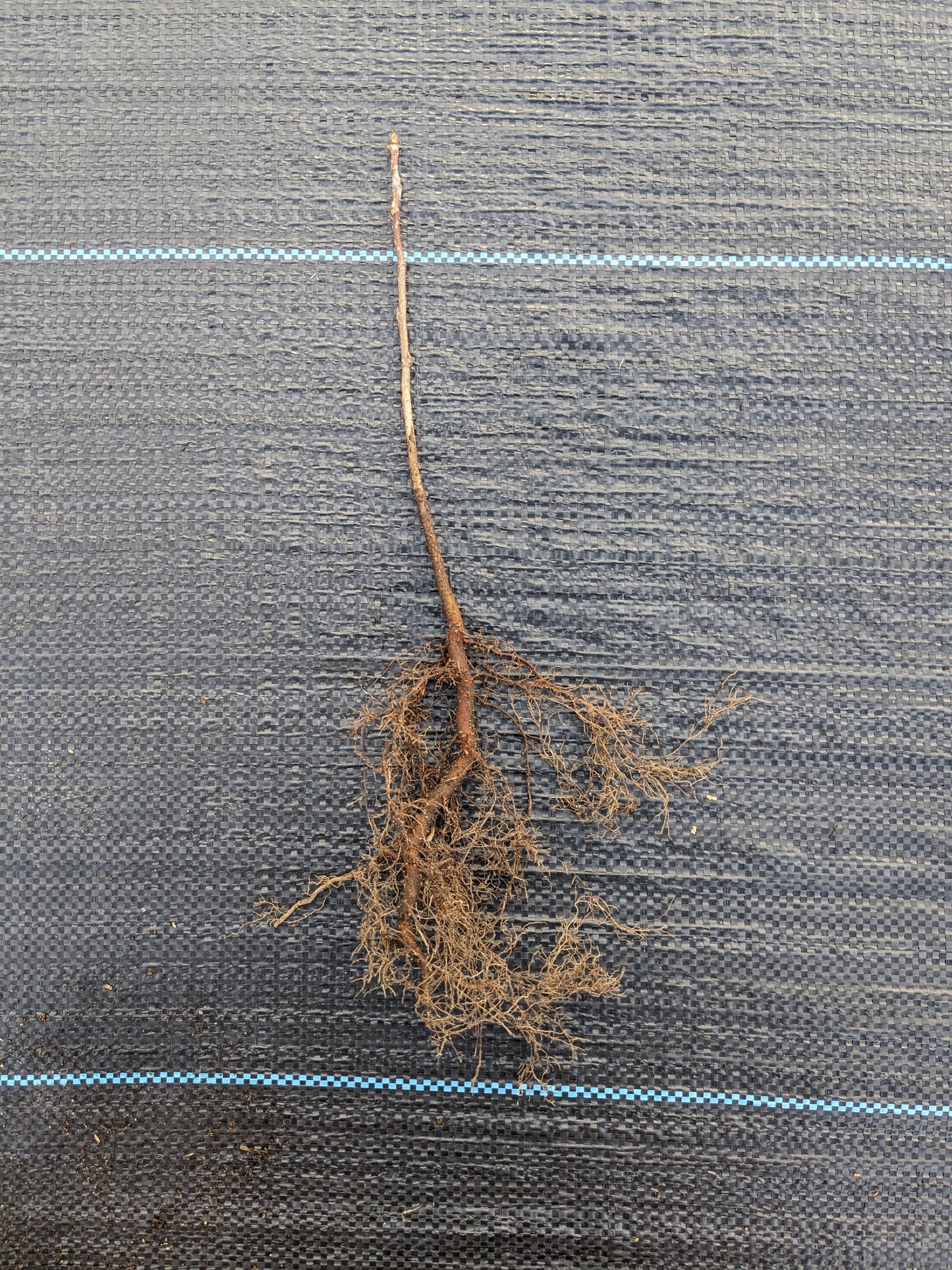 Chokecherry Seedling