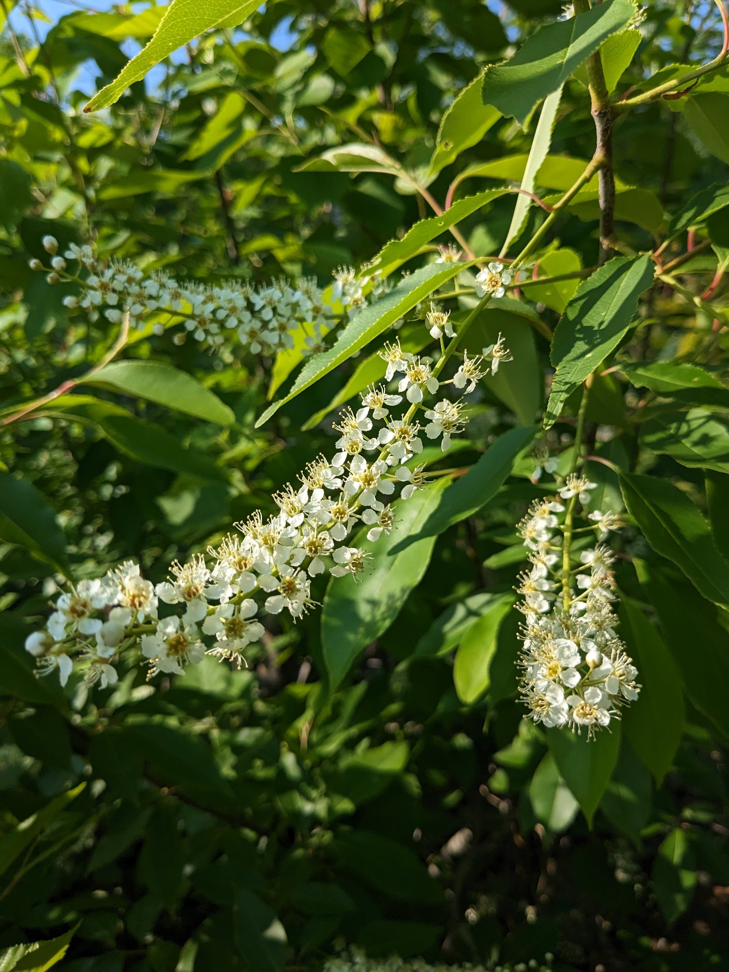 Black Cherry Seedlings