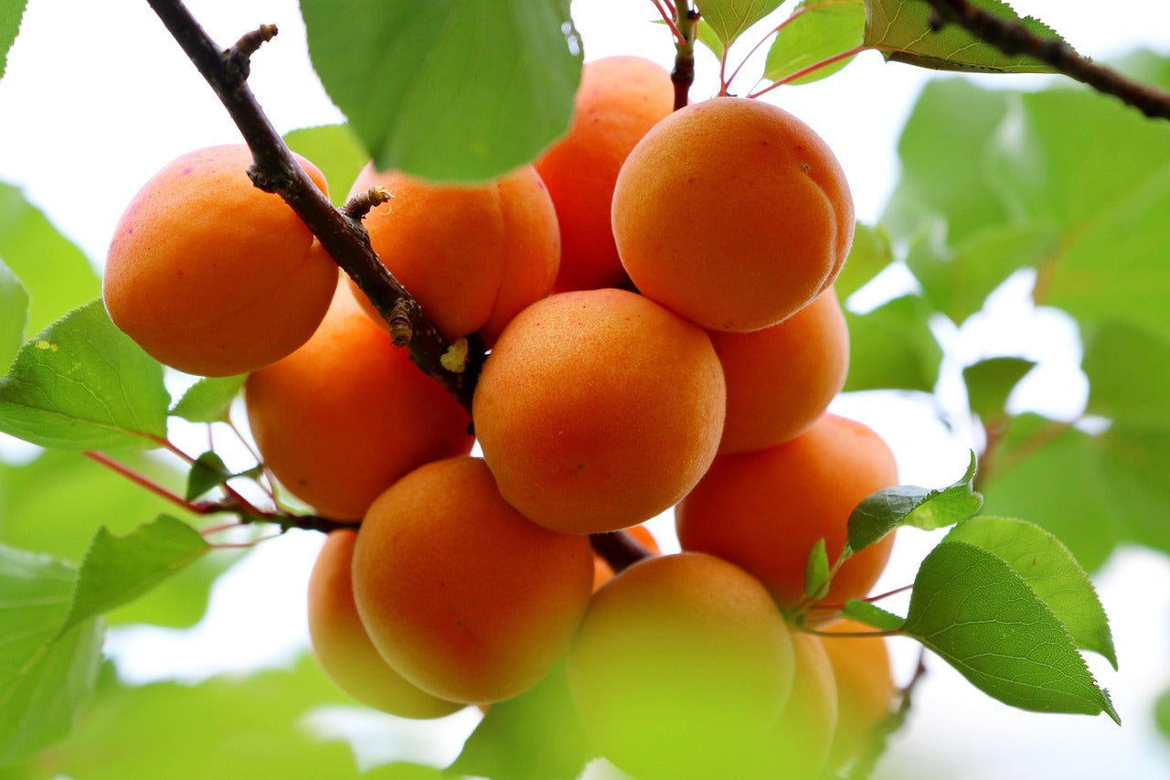 Manchurian Apricot Seedlings