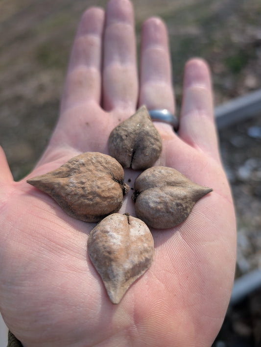 Heartnut Seedlings