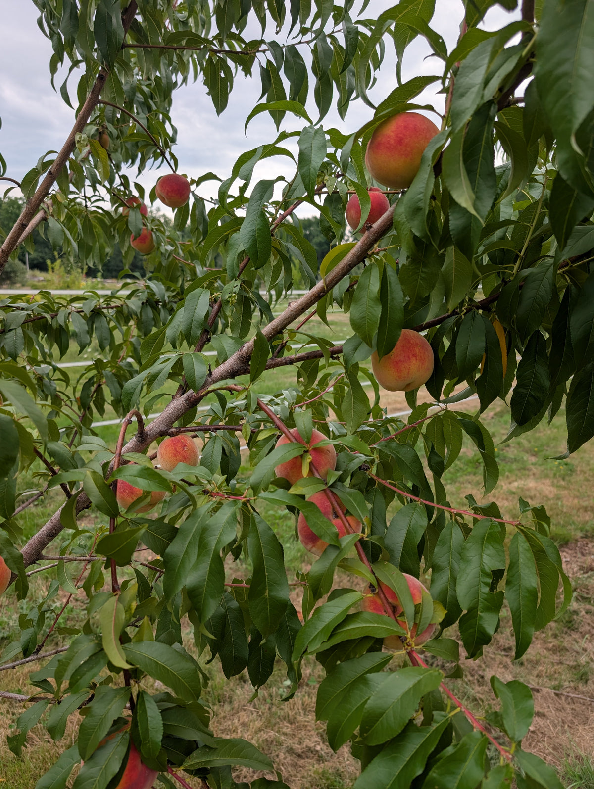 Peach Seedlings