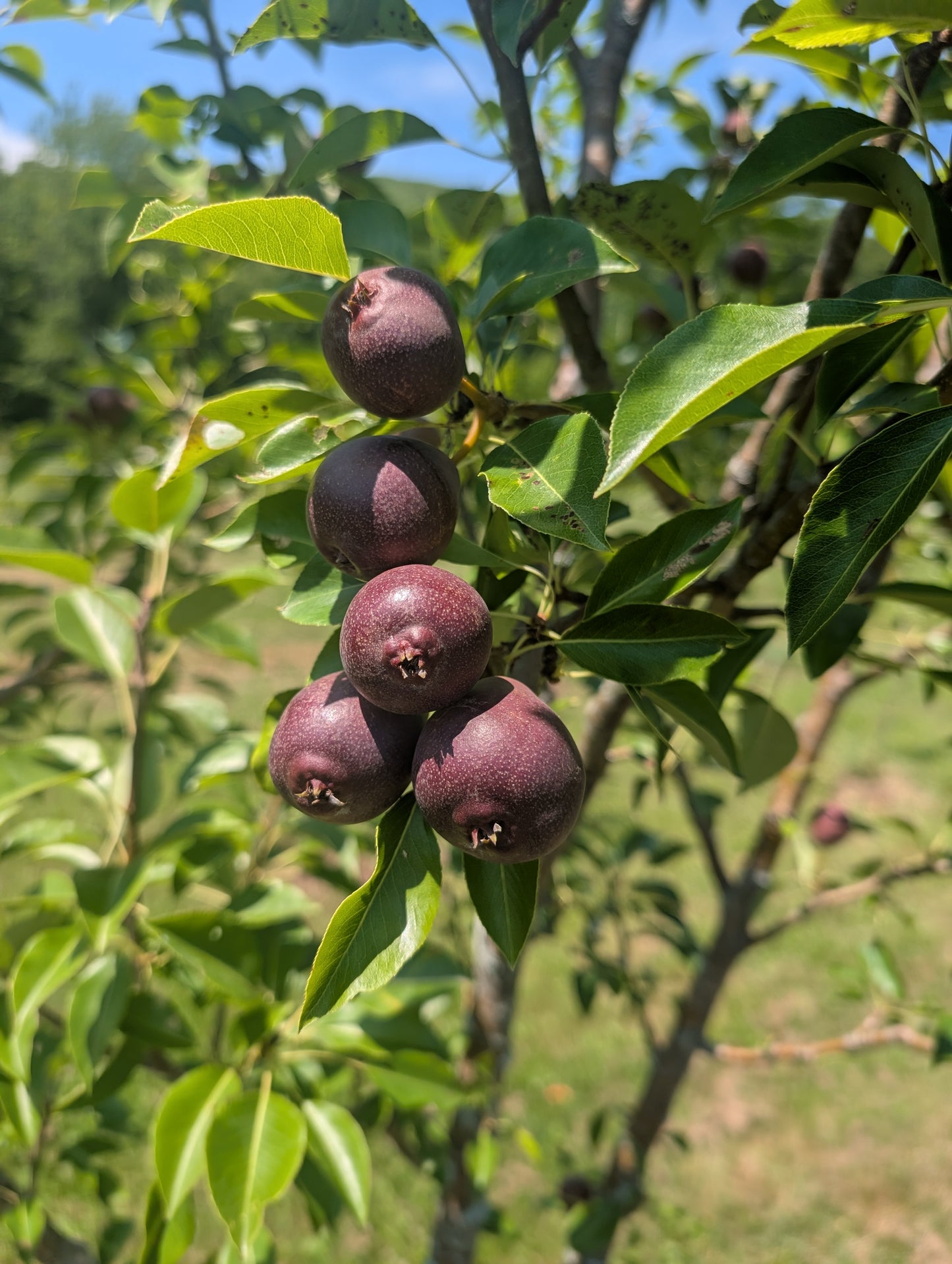 Grafted European pear tree - 1st year whips