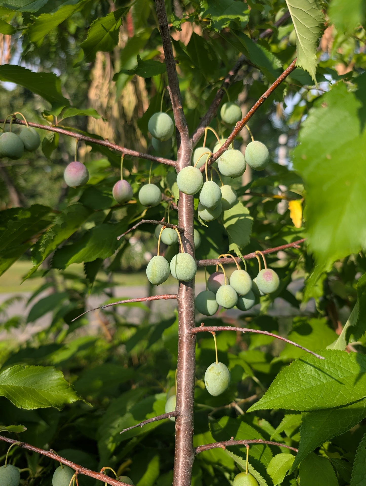 American Plum Seedlings