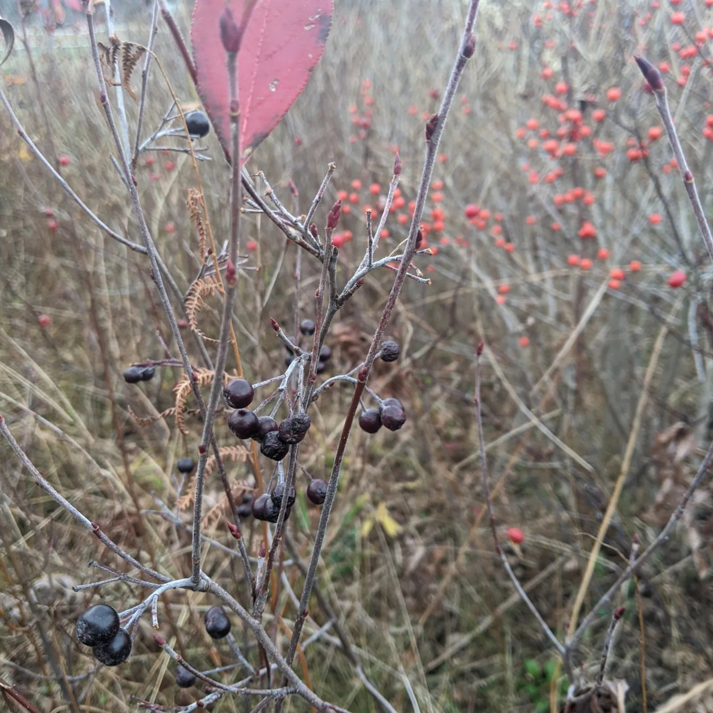 Native Aronia seedlings