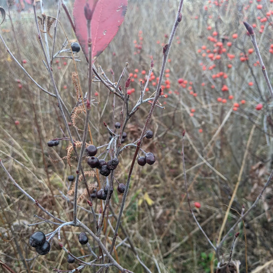 Native Aronia seedlings