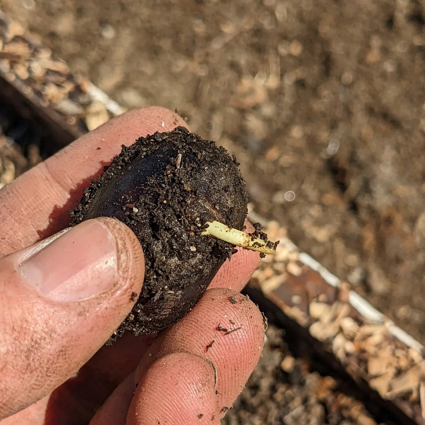 Chinese Chestnut seedlings