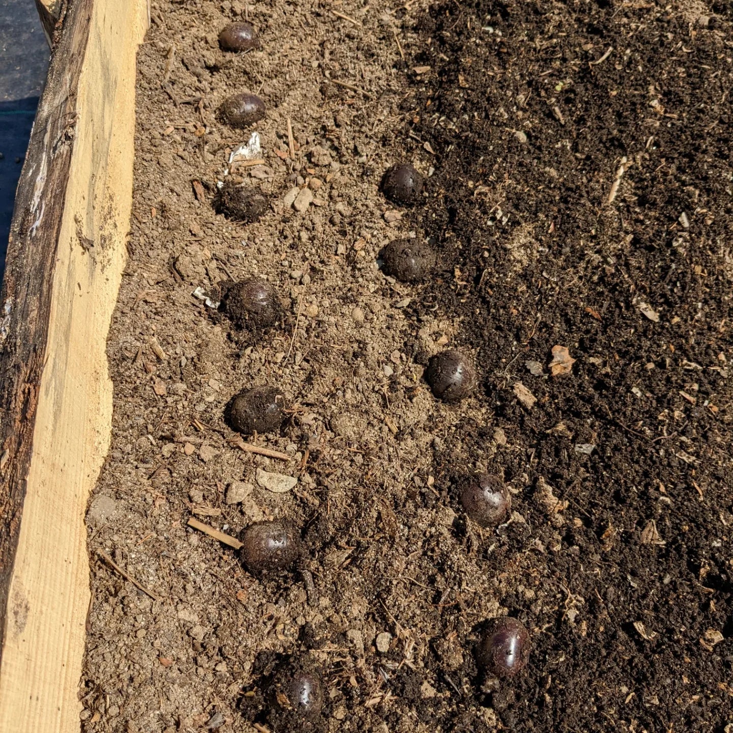 Chinese Chestnut seedlings