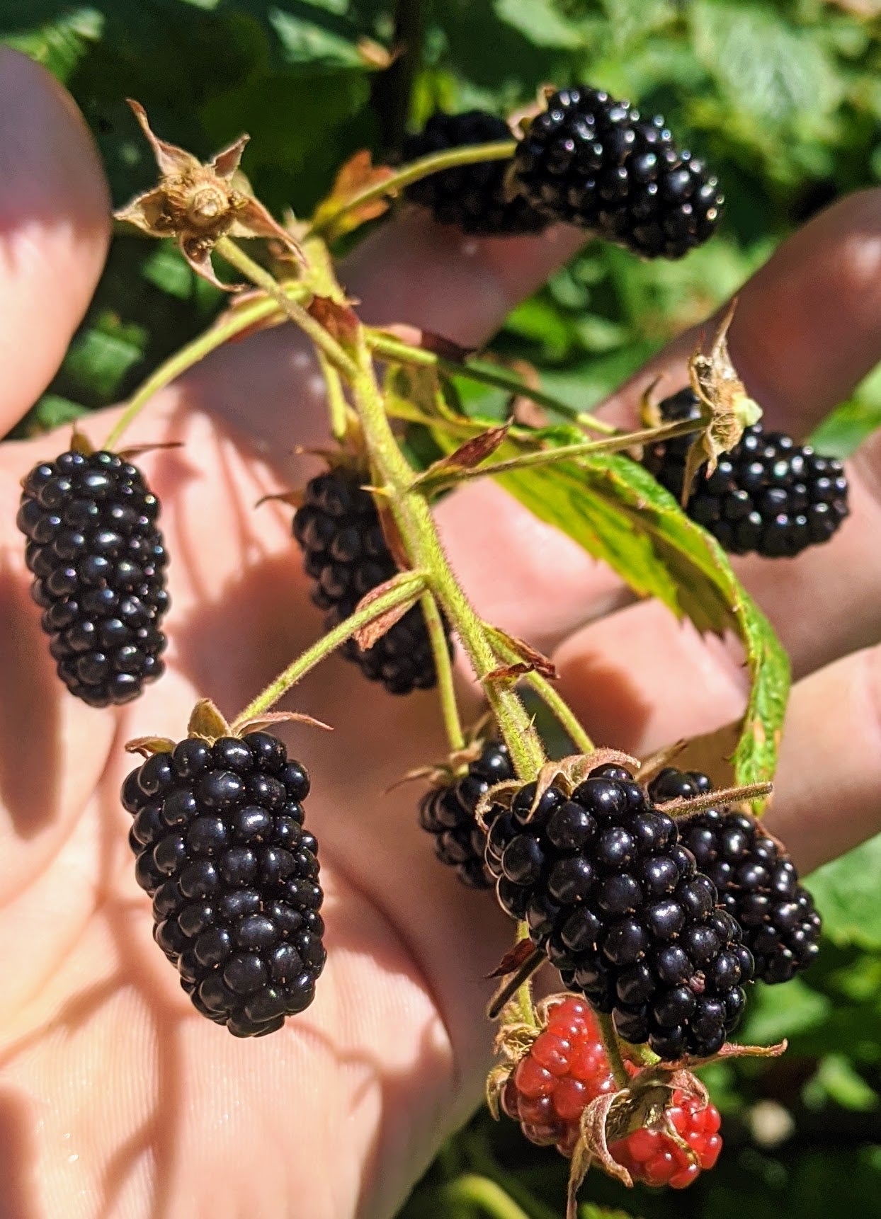 Cane Fruit