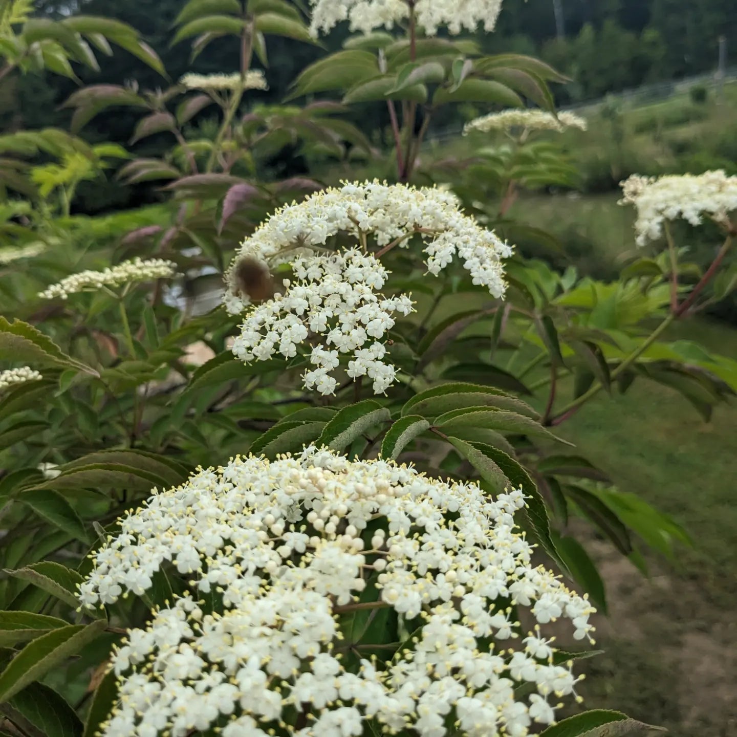 Elderberry (rooted cuttings)