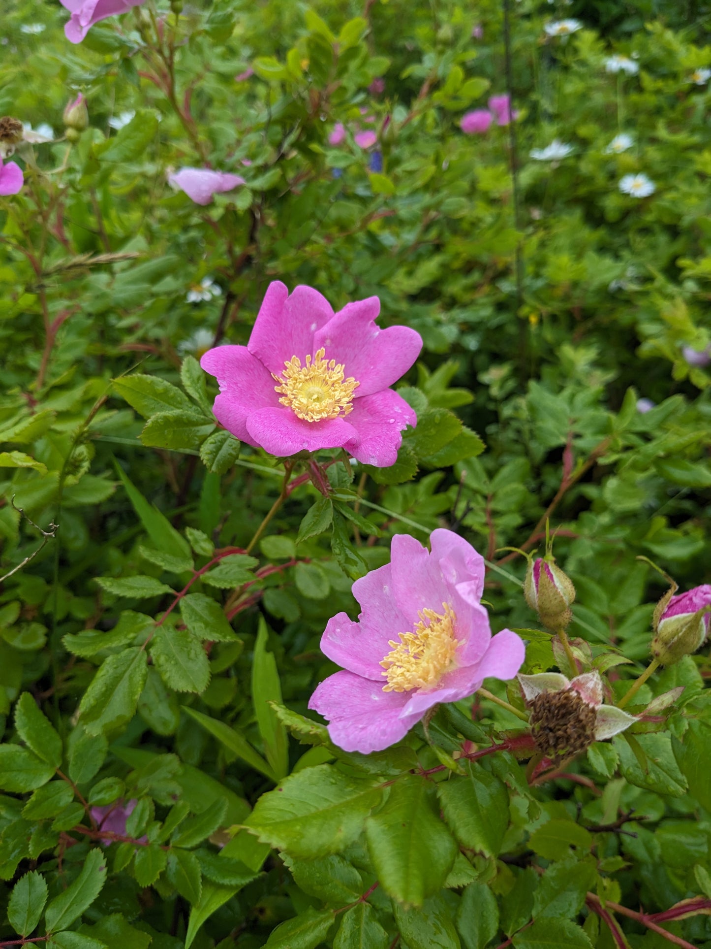 Swamp Rose seedlings