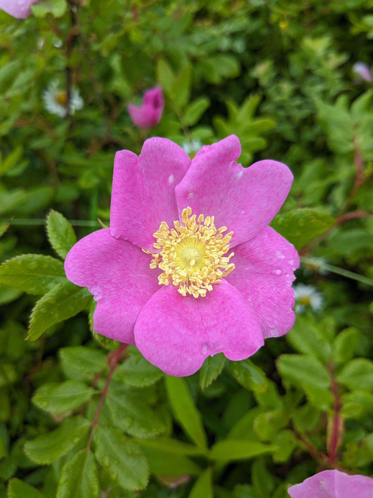 Swamp Rose seedlings