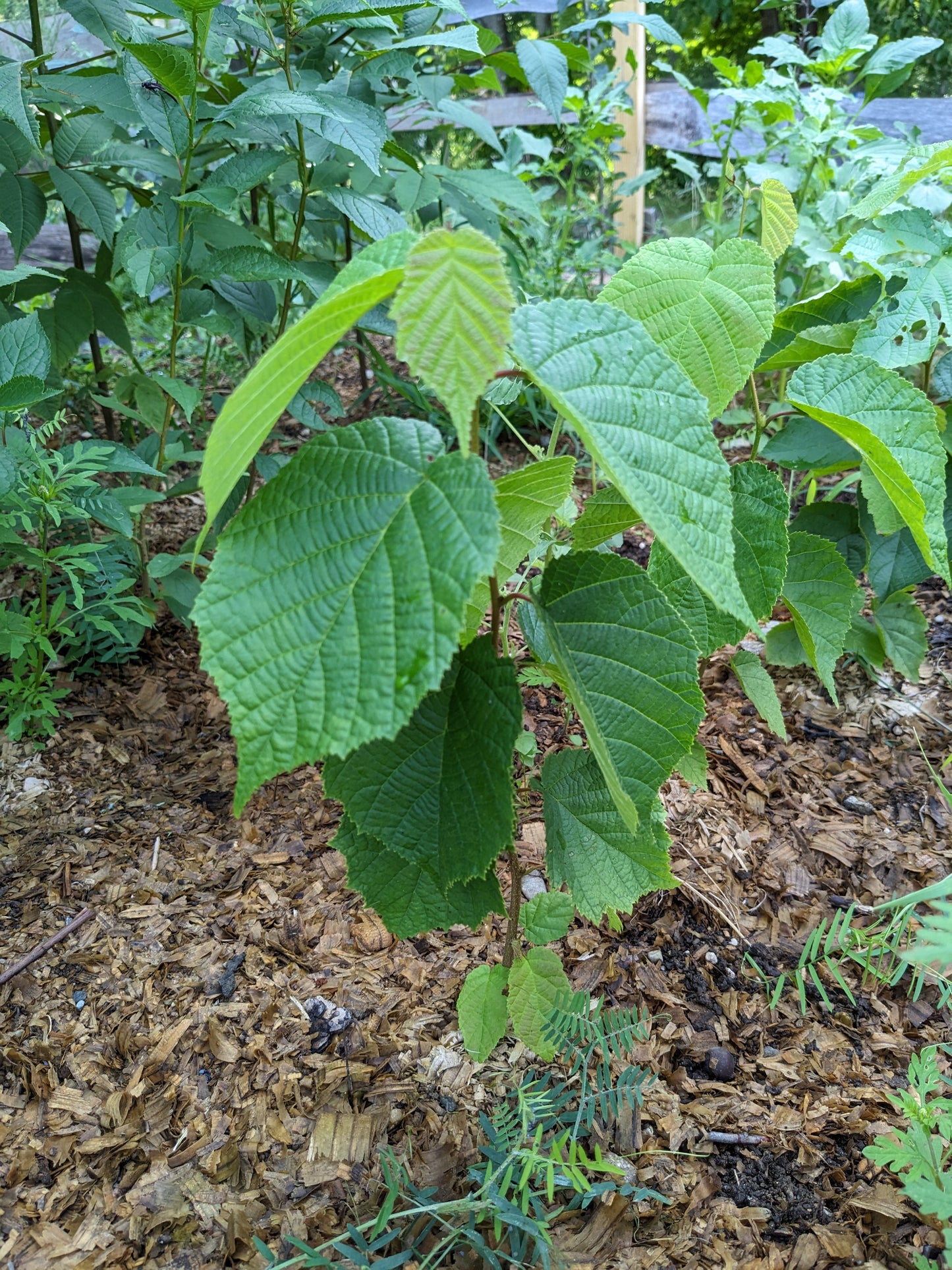 American Hazelnut Seedlings