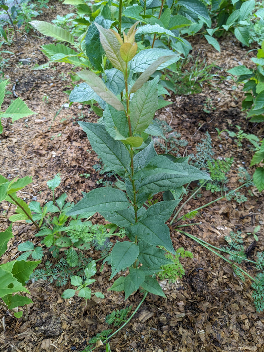 American Plum Seedlings