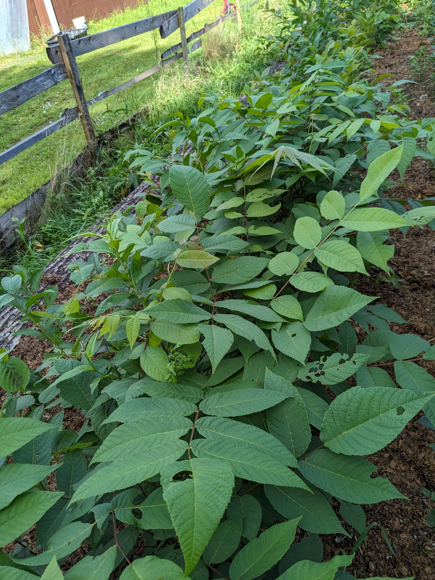 Black Walnut seedlings