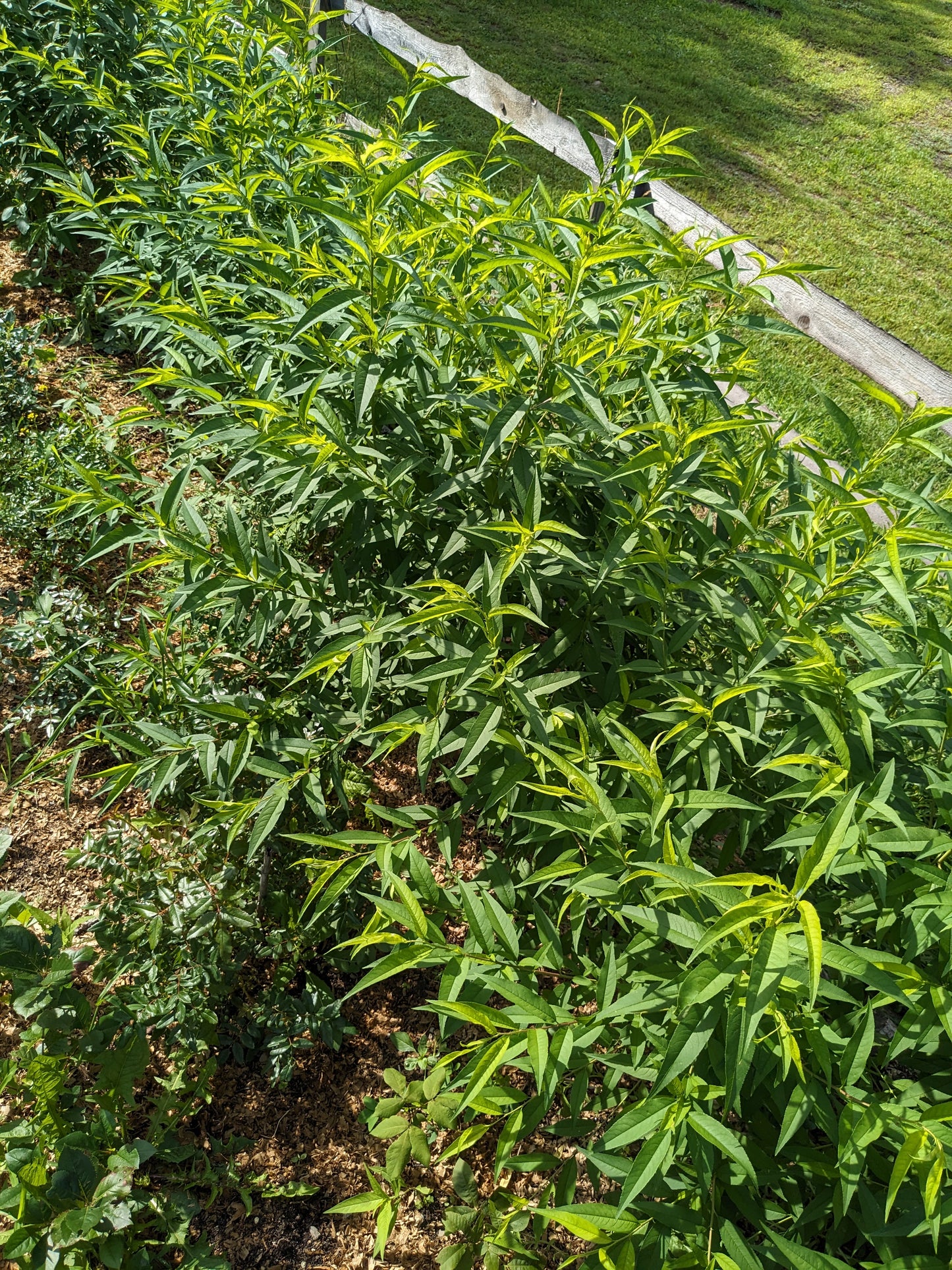 Peach Seedlings