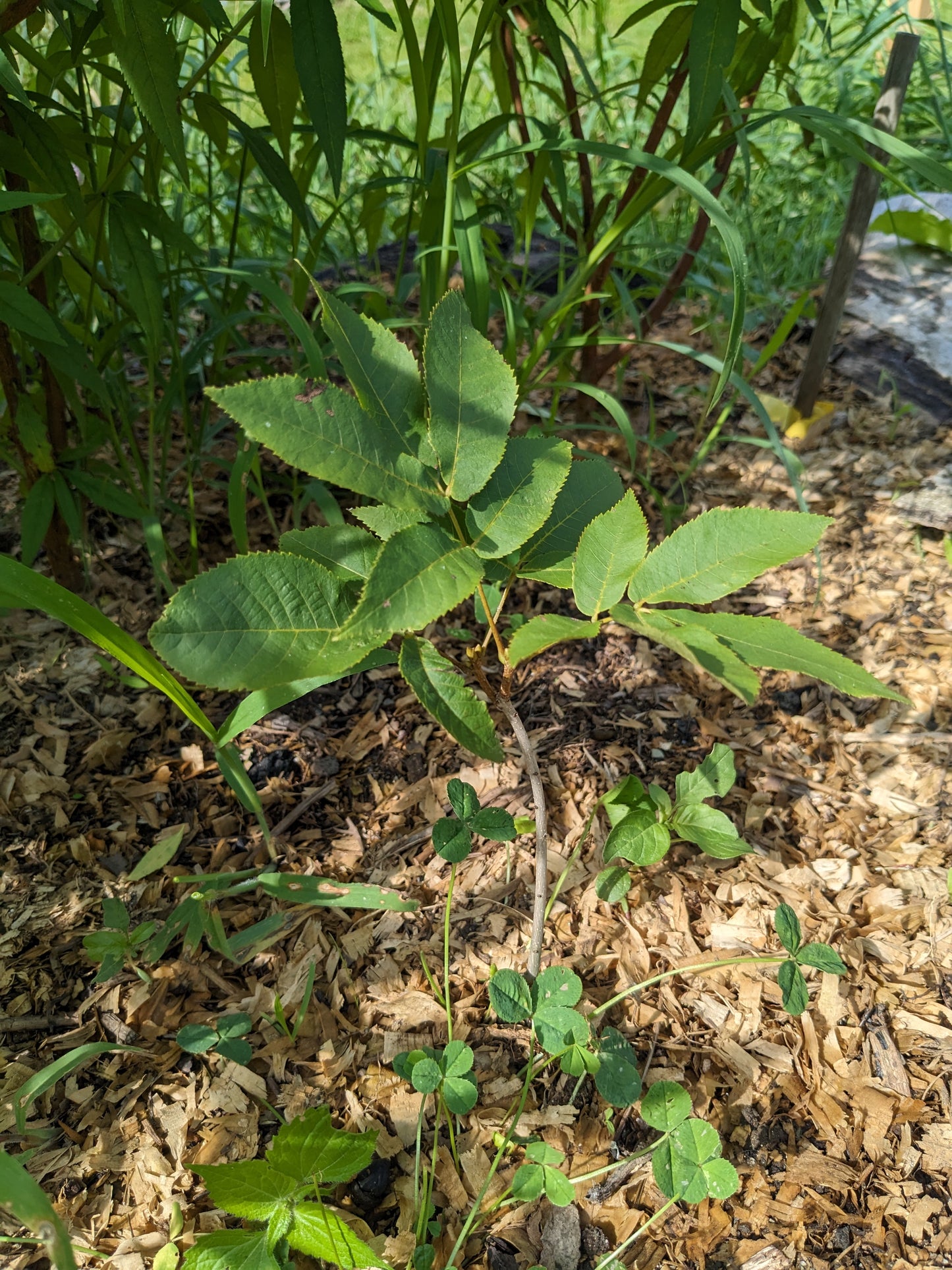 Shagbark Hickory