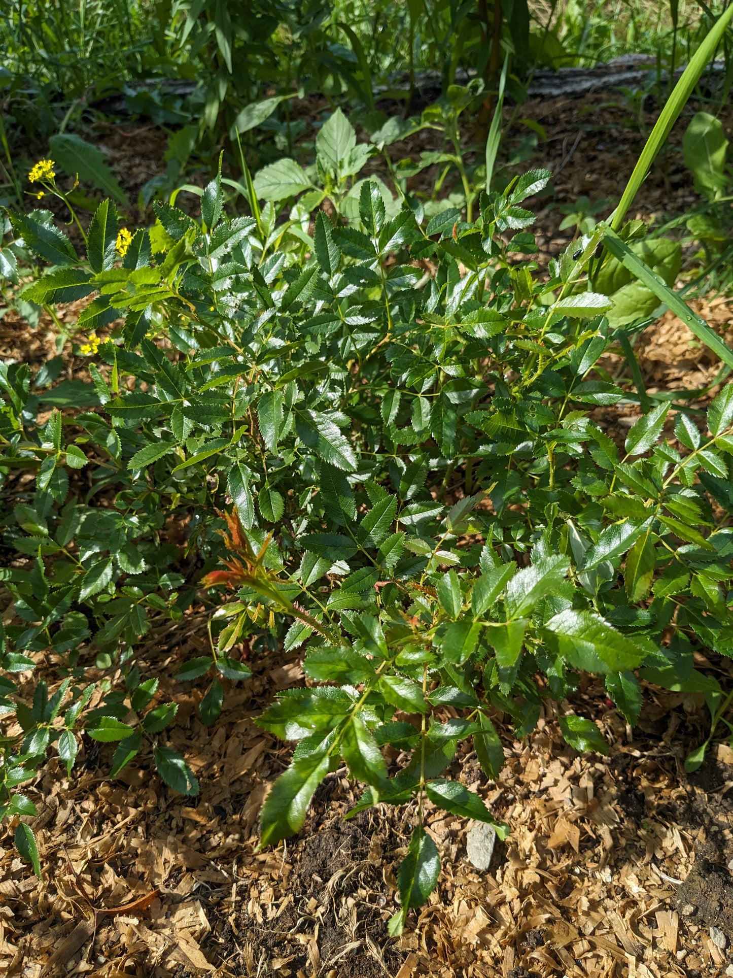 Swamp Rose seedlings