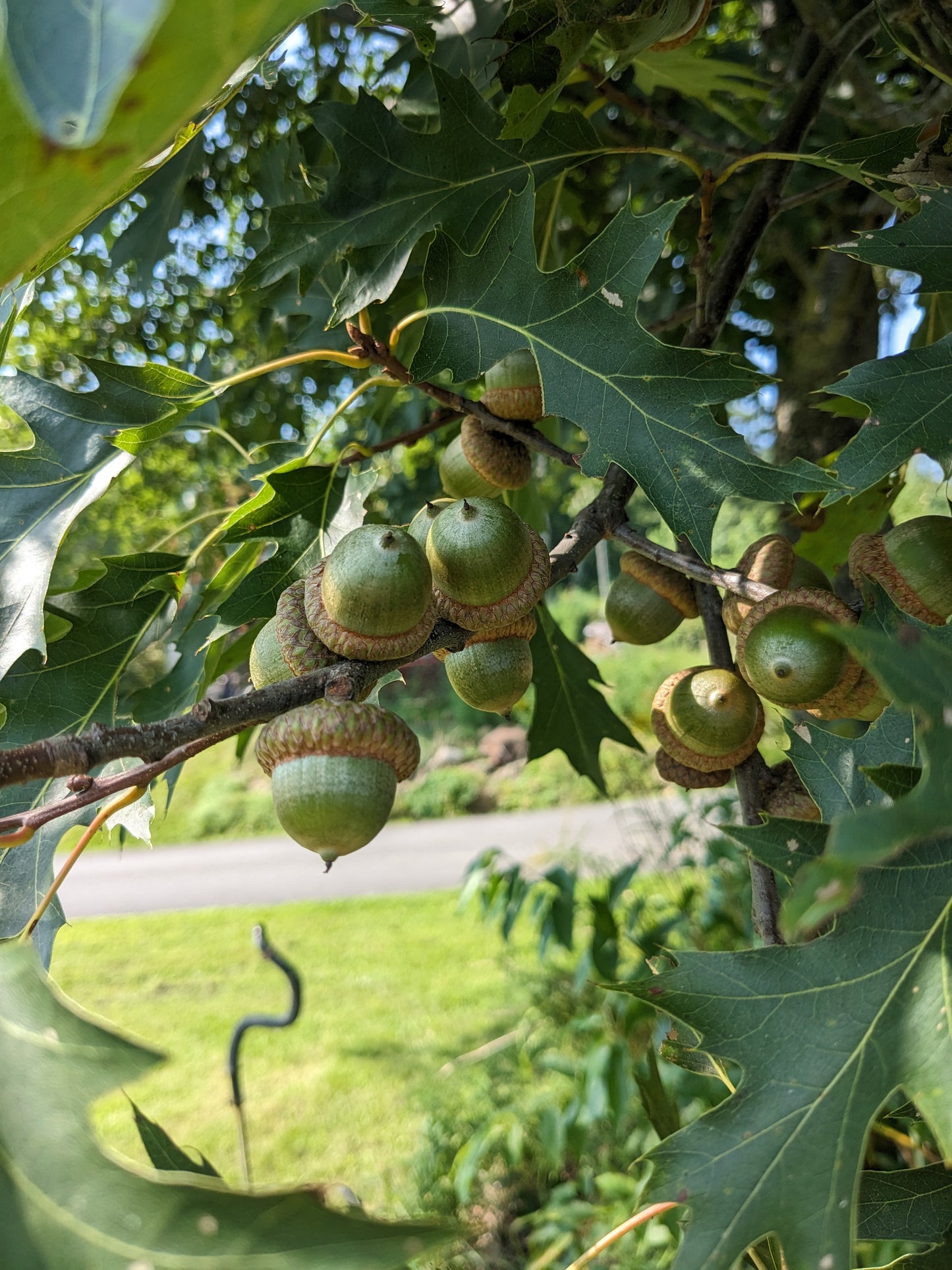 Northern Red Oak Seeds