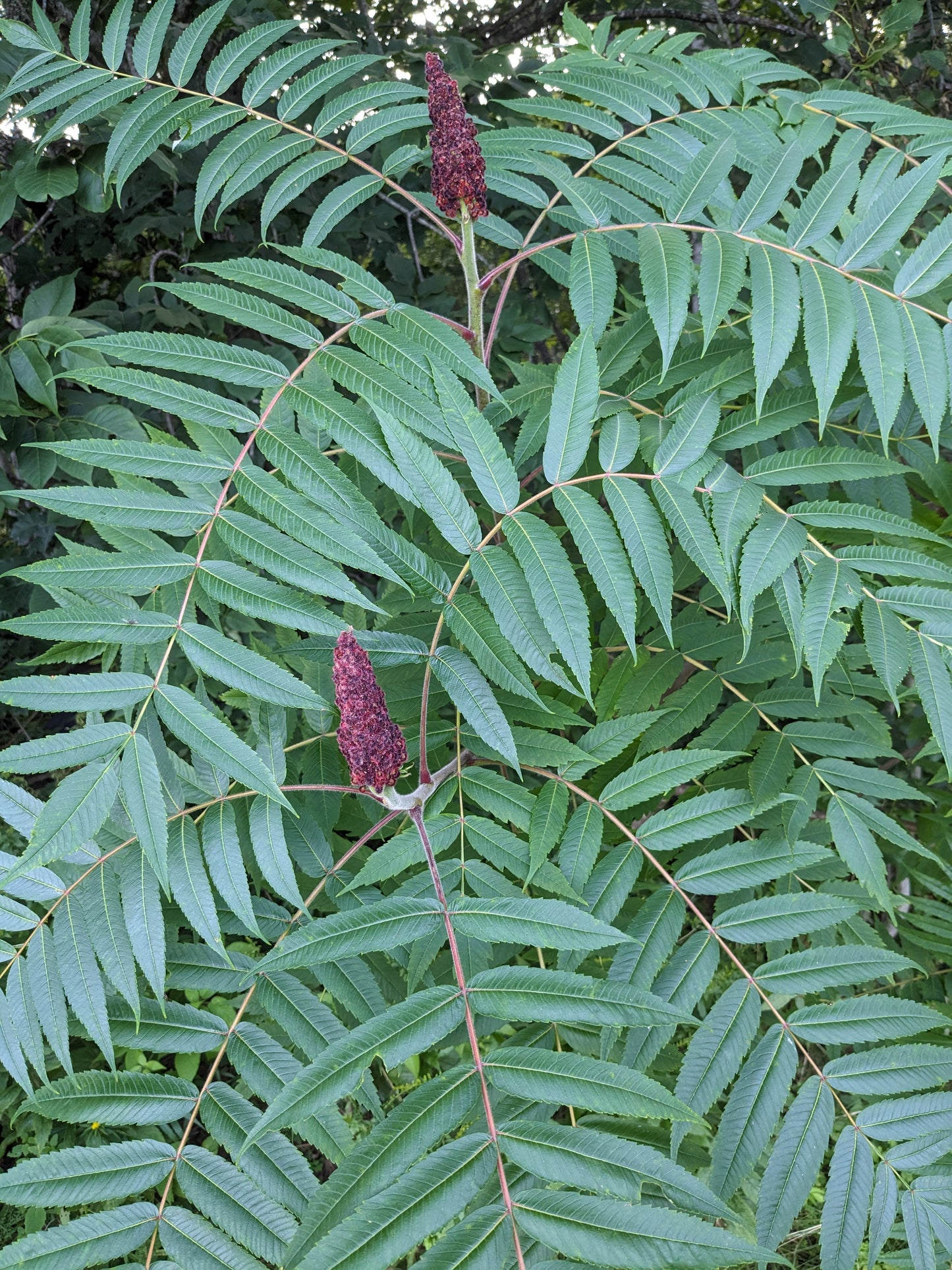 Staghorn Sumac root cuttings (bundle of 5)