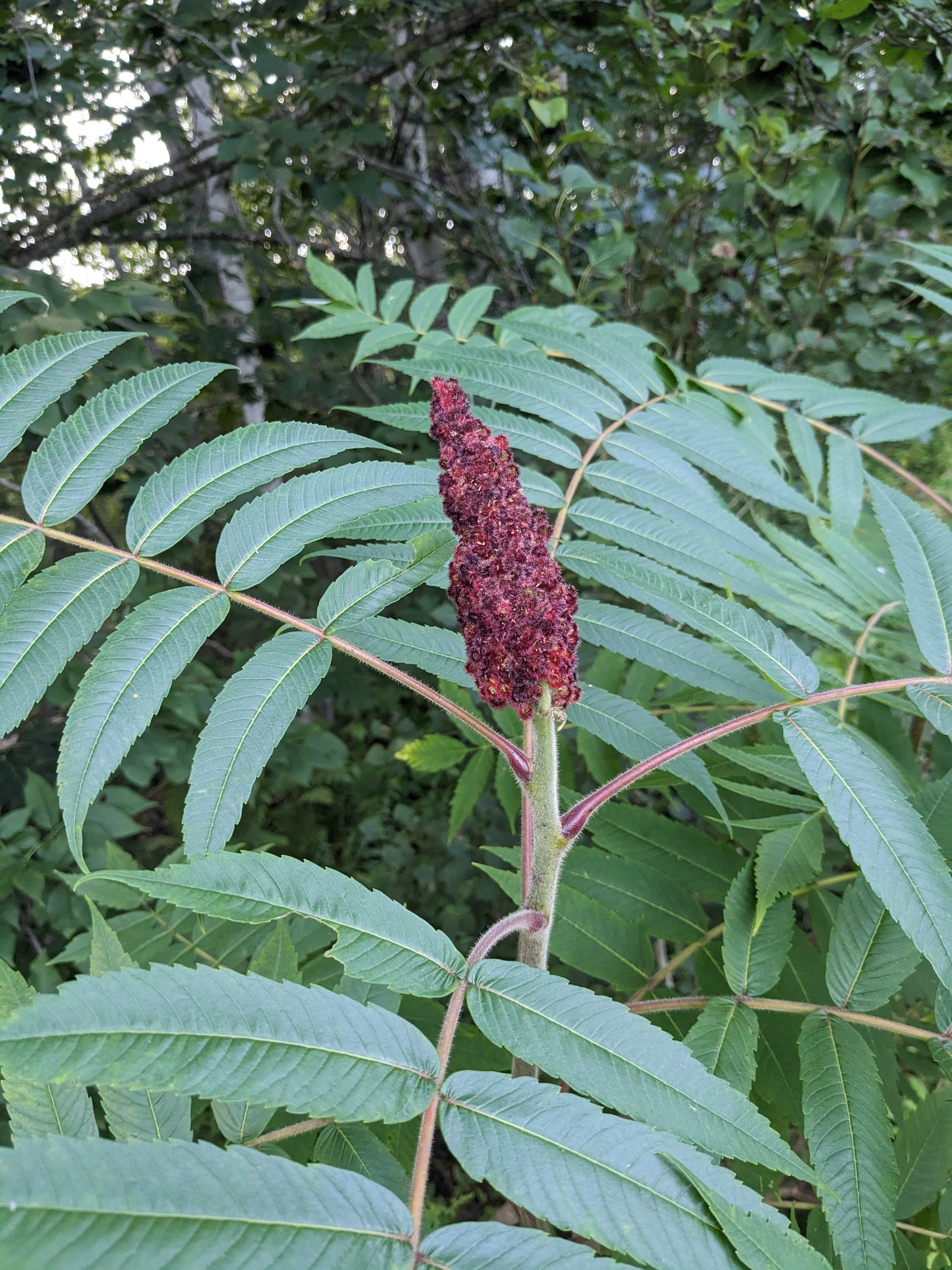 Staghorn Sumac root cuttings (bundle of 5)