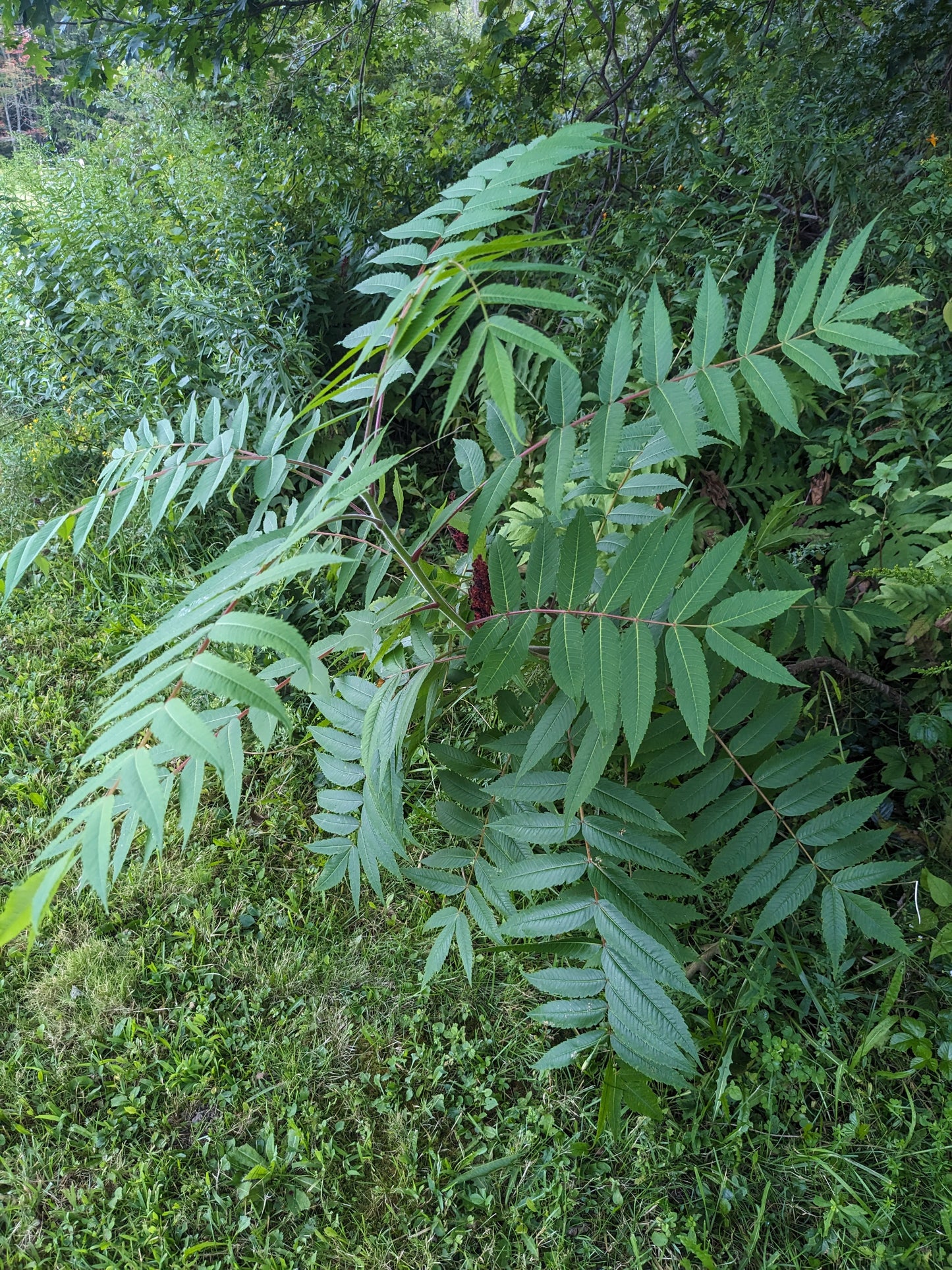 Staghorn sumac (rooted cuttings)