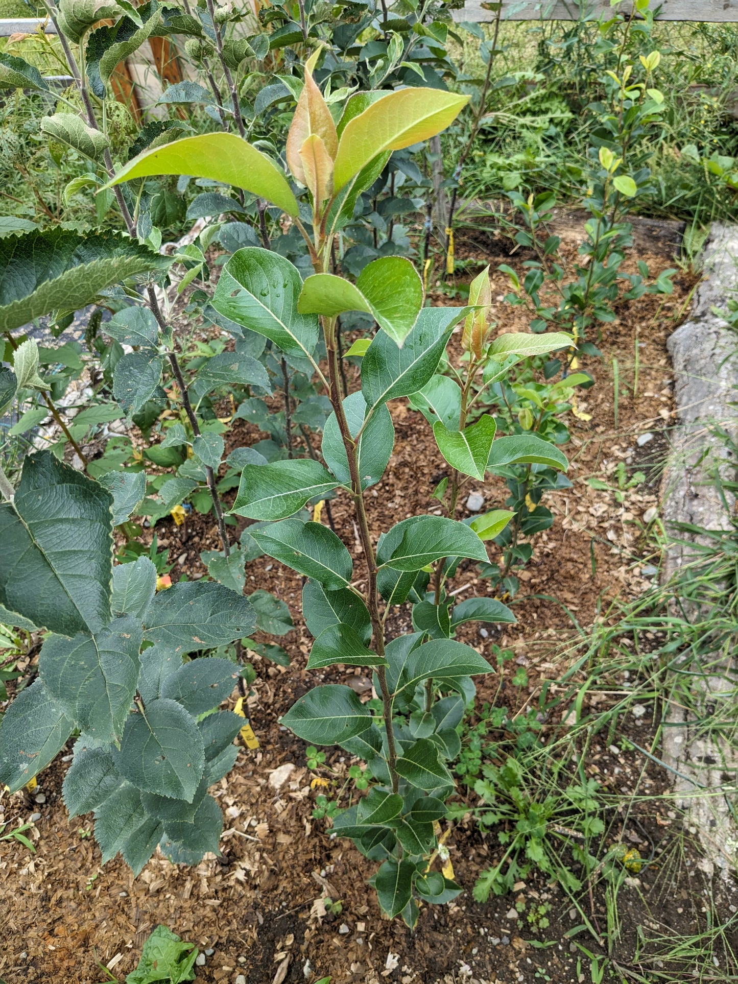 Grafted European pear trees