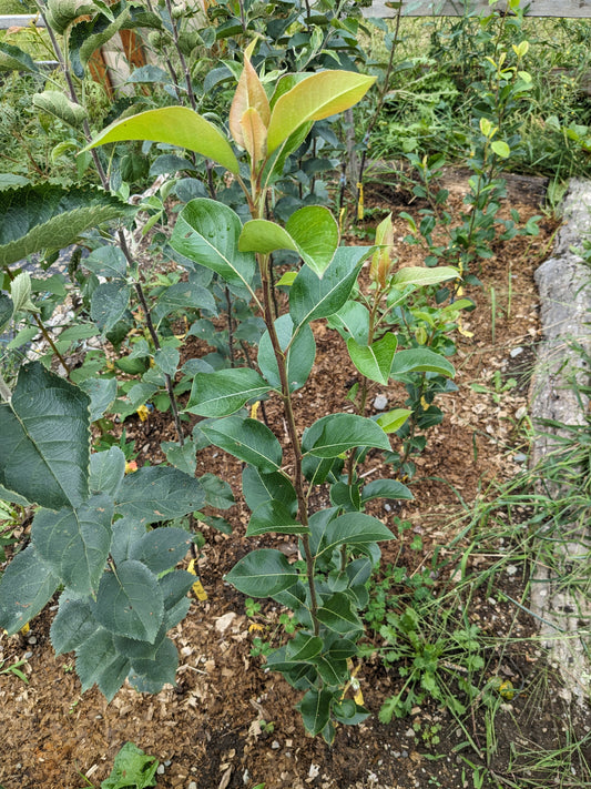 Grafted European pear trees