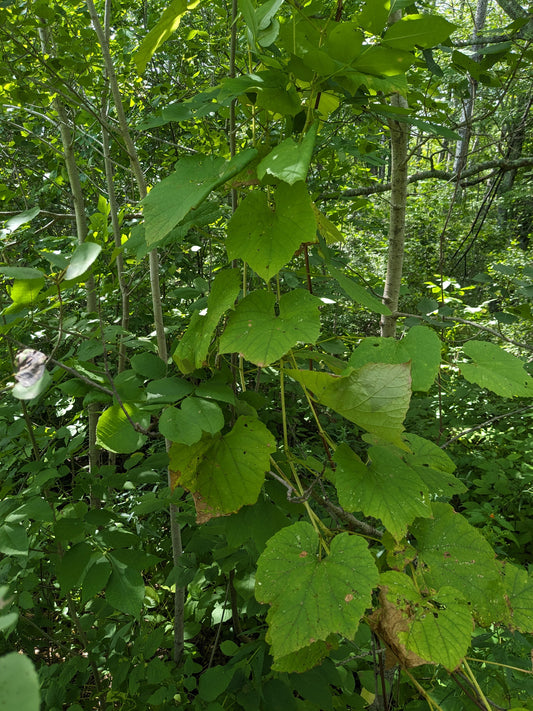 Fox Grape (rooted cuttings)