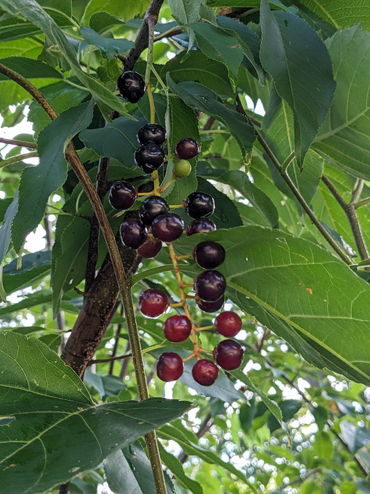 Black Cherry Seedlings