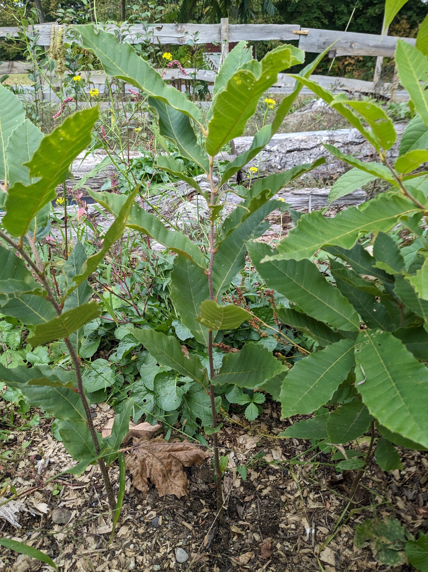 Chinese Chestnut seedlings