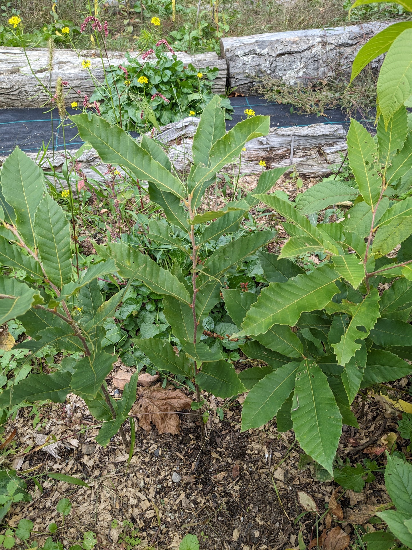 Chinese Chestnut seedlings