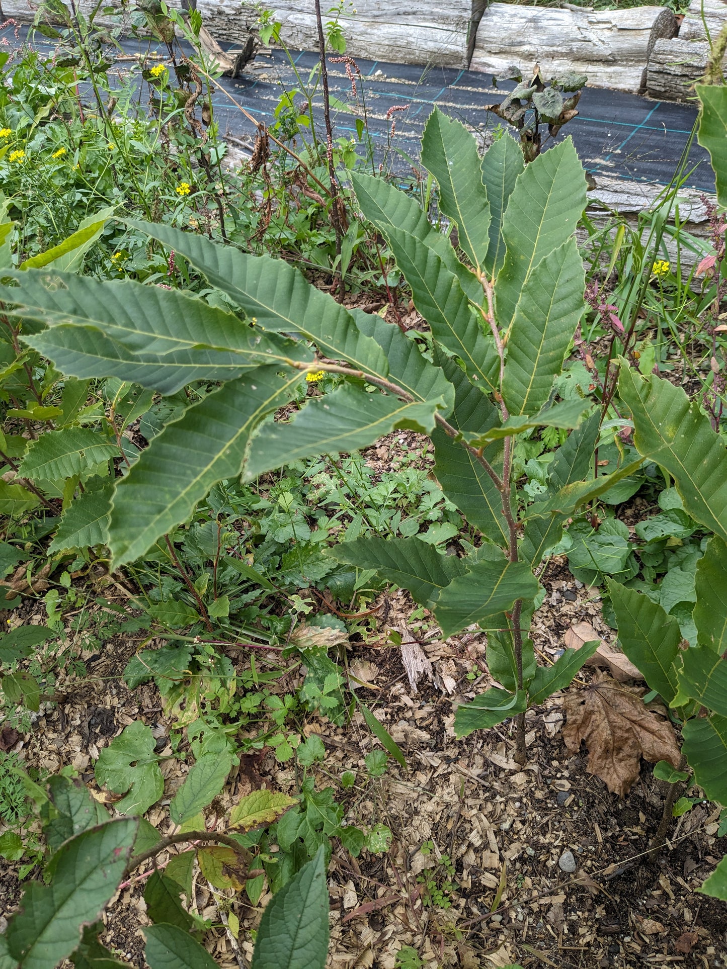 Chinese Chestnut seedlings