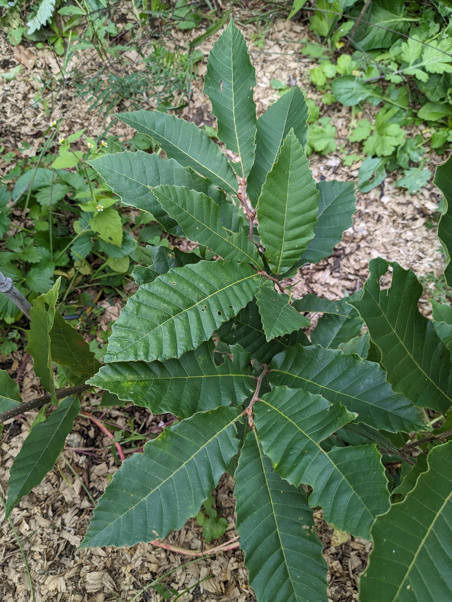 Chinese Chestnut seedlings