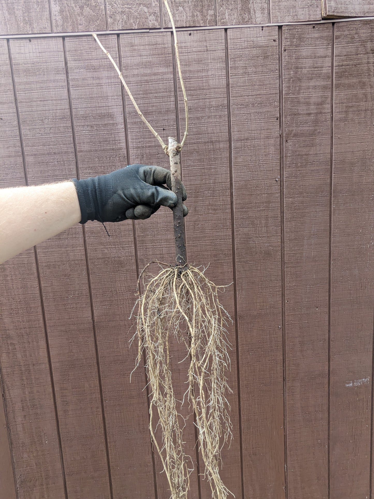 Elderberry (rooted cuttings)