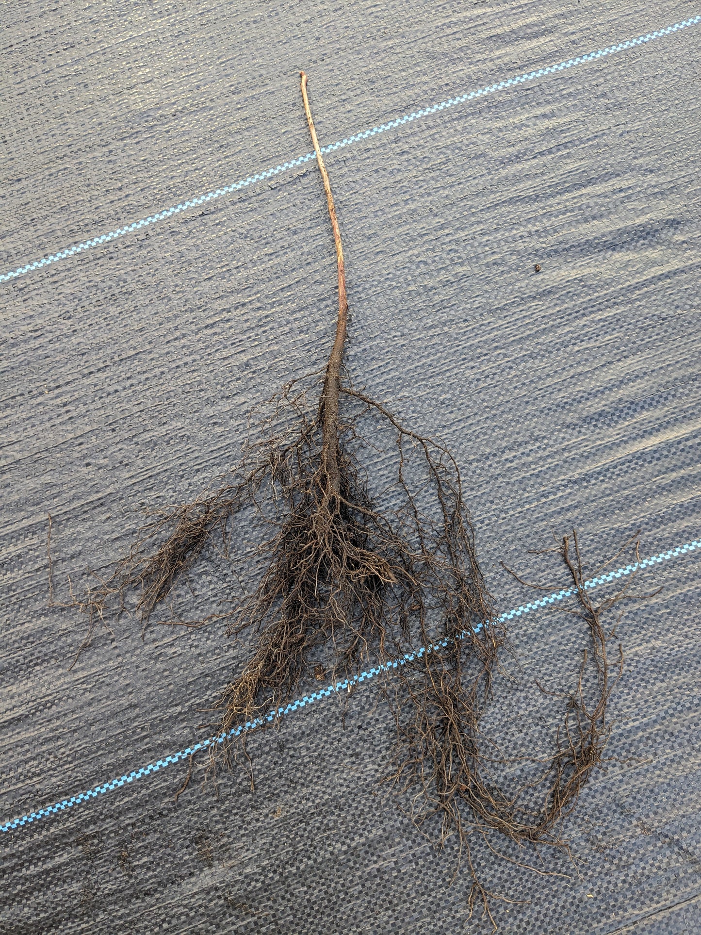 American Persimmon seedlings