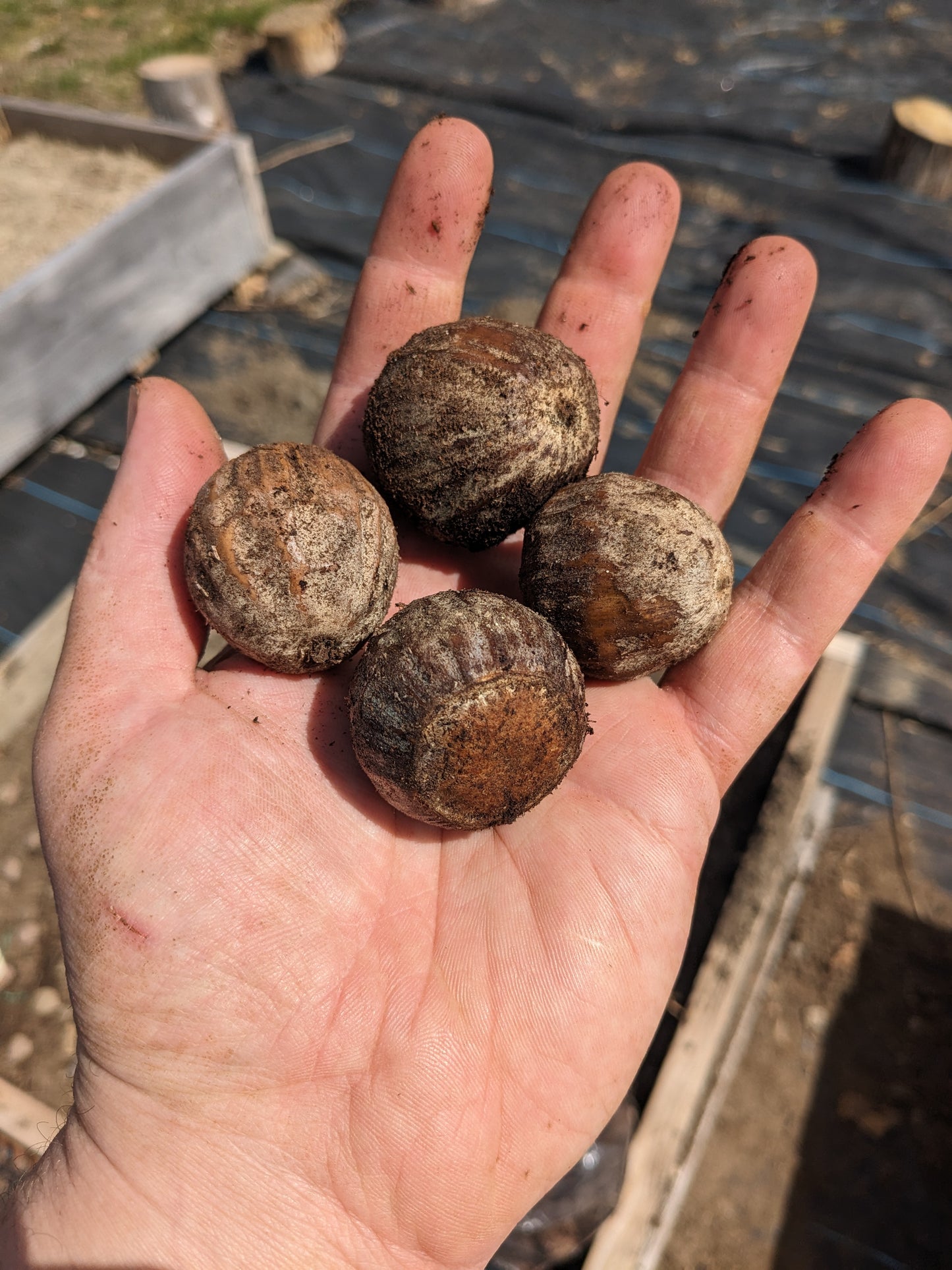 Bur Oak Seedlings