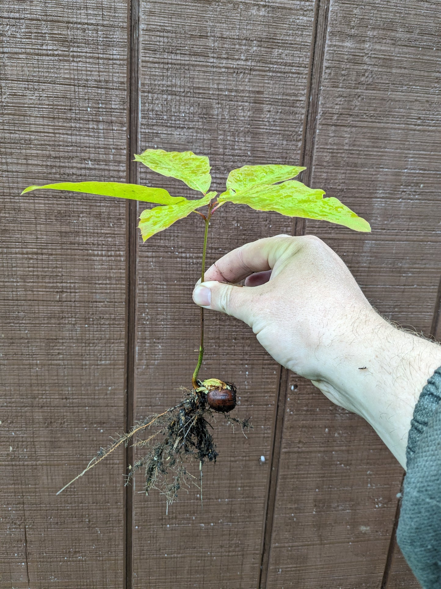 Bur Oak Seedlings