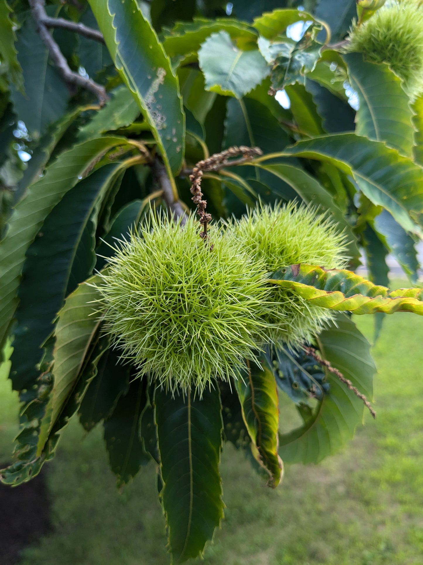 Chinese Chestnut seedlings