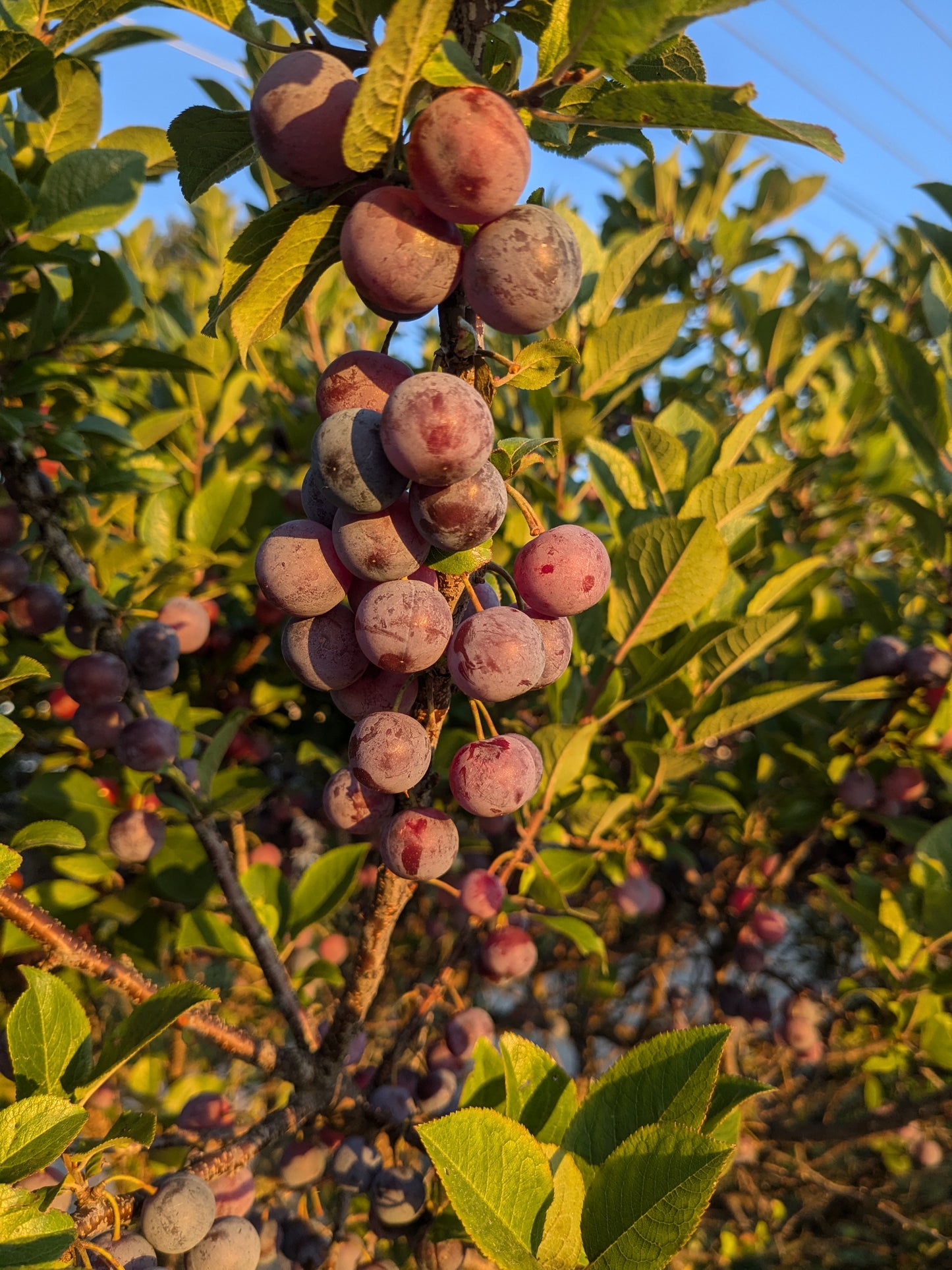 Beach Plum - Improved Seedlings