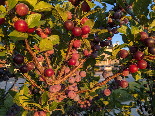 Beach Plum - Improved Seedlings