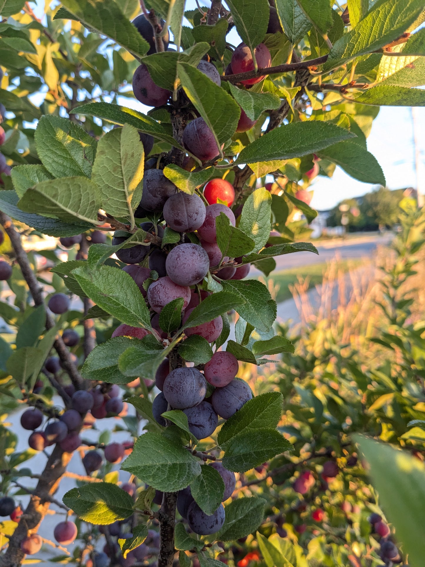 Beach Plum - Improved Seedlings