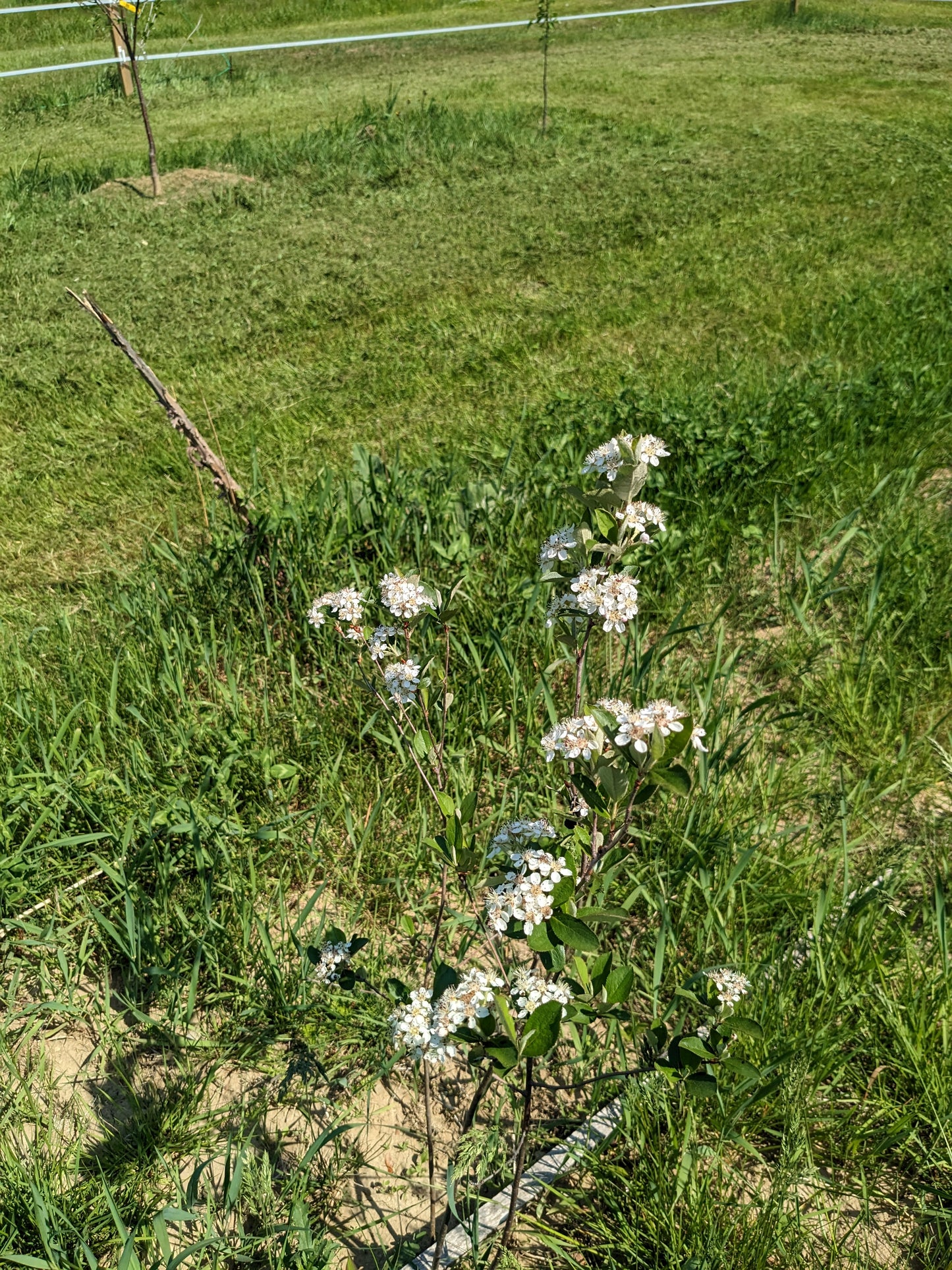 Native Aronia seedlings