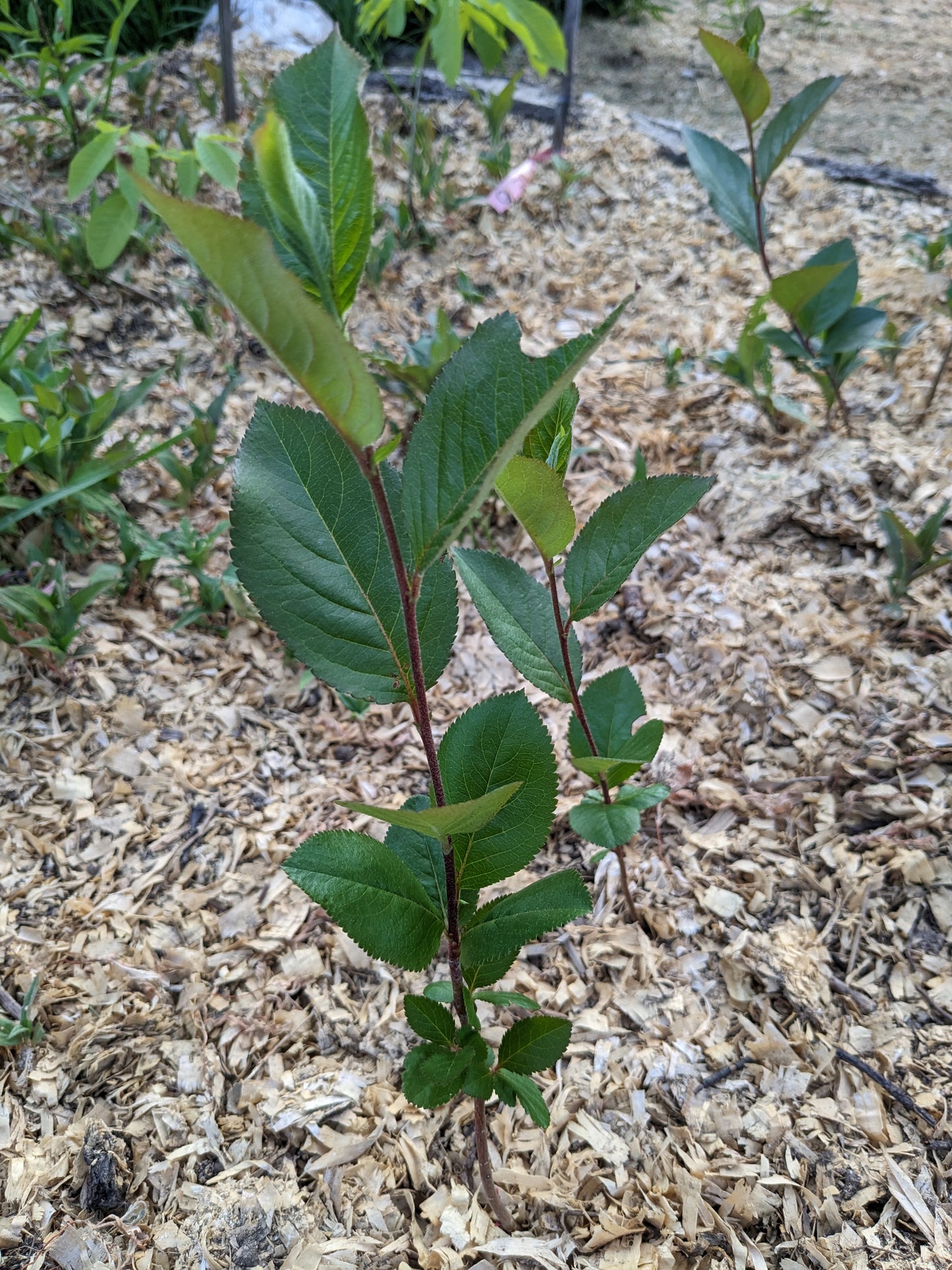 Serviceberry Seedlings