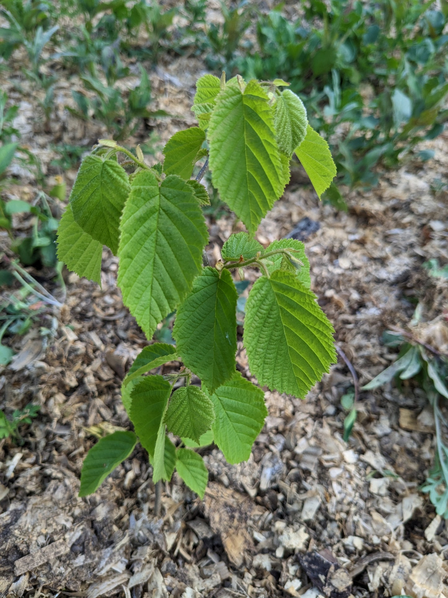 Hybrid Hazelnut Seedlings