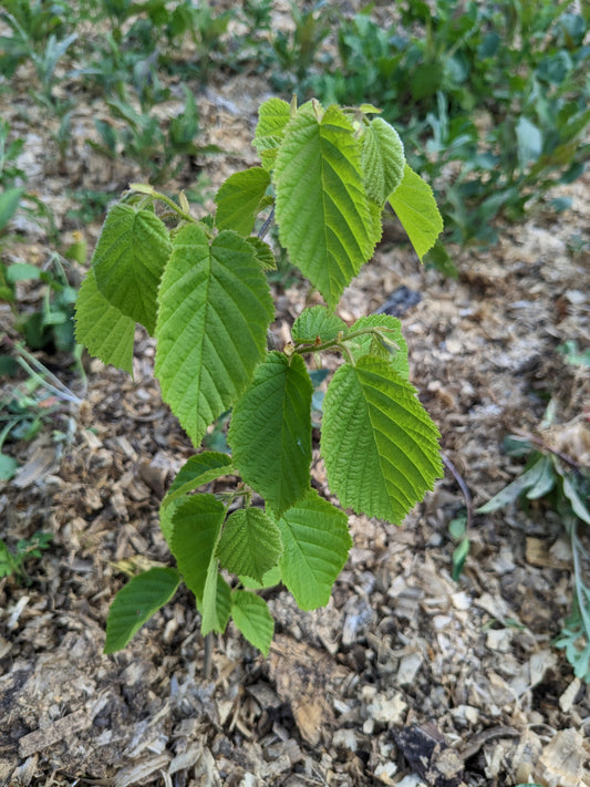 Hybrid Hazelnut Seedlings